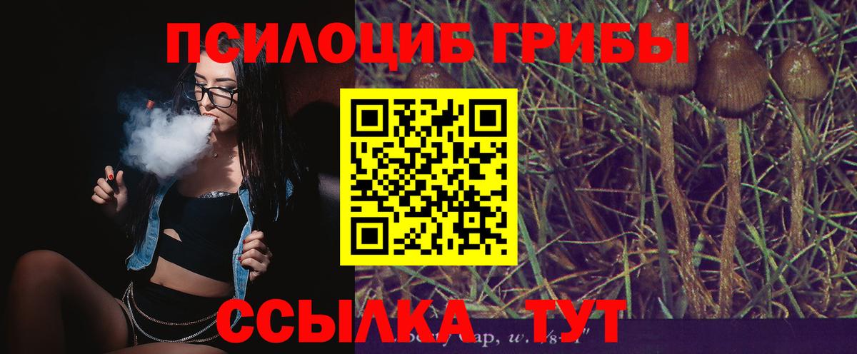 Псилоцибиновые грибы Psilocybine cubensis Кудымкар